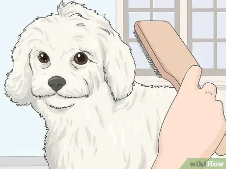 Image titled Groom a Maltipoo Step 1