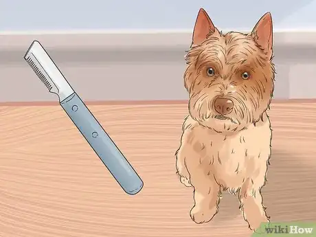 Image titled Groom a Cairn Terrier Step 1