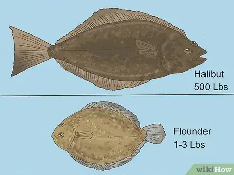 Image titled Flounder vs Halibut Step 4