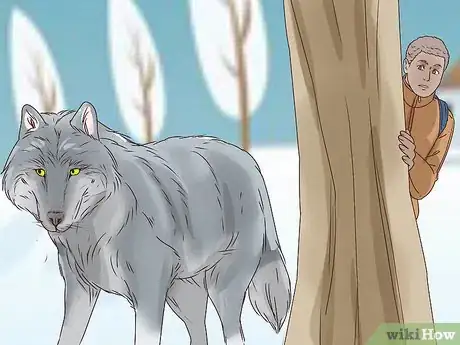 Image titled Survive a Wolf Attack Step 1