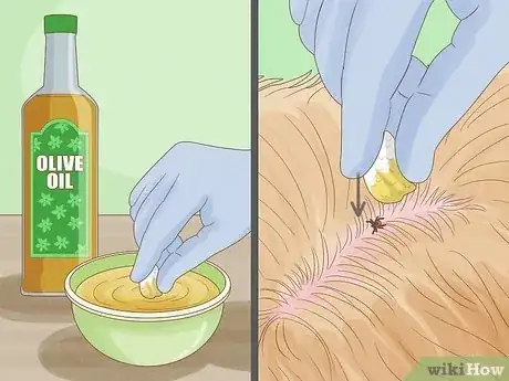 Image titled Remove a Tick from a Dog Without Tweezers Step 5