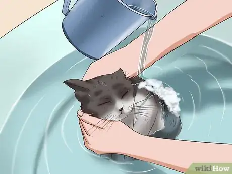 Image titled Clean Your Cat When He Can't Do It Himself Step 30