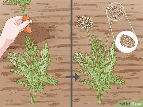 Image titled Harvest Carrots Step 13