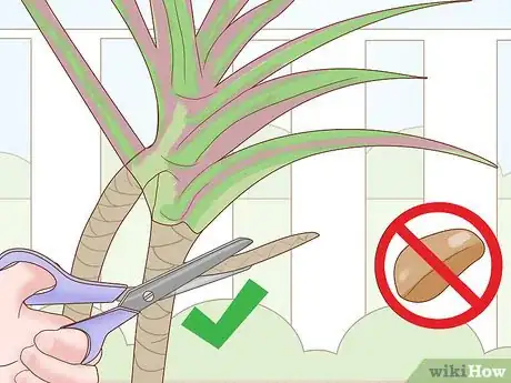 Image titled Care for a Madagascar Dragon Tree Step 19