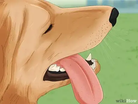 Image titled Tell if a Dog Is in Pain Step 11