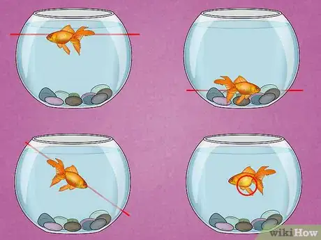 Image titled Fix Swim Bladder Disease in Goldfish Step 1