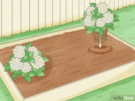 Image titled Grow Hydrangeas Step 6