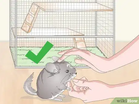 Image titled Keep a Chinchilla Calm Step 10