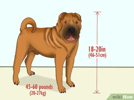 Image titled Identify a Shar‐Pei Step 1