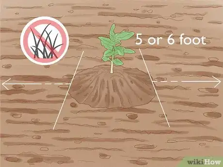 Image titled Grow Almonds Step 15