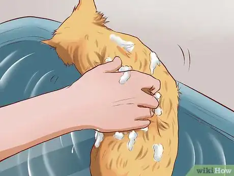 Image titled Get Your Cat to Tolerate a Bath Step 8