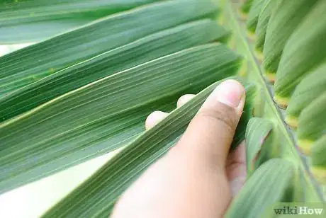 Image titled Make a Palm Frond Cross Step 1