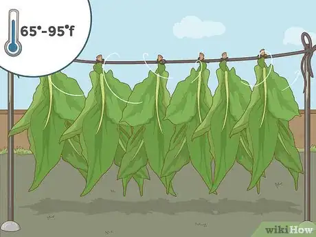 Image titled Grow Tobacco Step 15