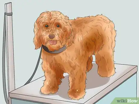 Image titled Groom a Long Fleece Coated Labradoodle Step 1