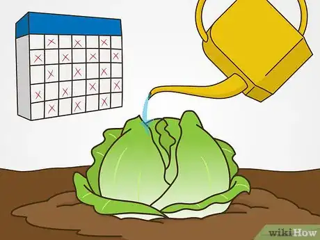 Image titled Grow Iceberg Lettuce Step 14