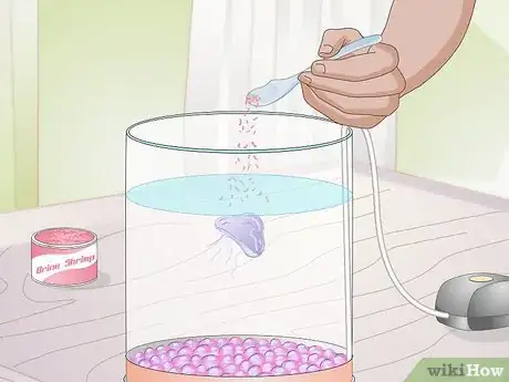 Image titled Maintain a Jellyfish Tank Step 5