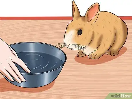 Image titled Prevent Gastrointestinal Stasis in Rabbits Step 6