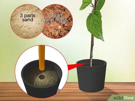 Image titled Propagate Hibiscus Step 9