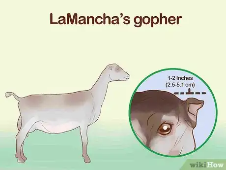 Image titled Identify Goat Breeds Step 3