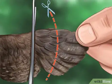 Image titled Clip Quail Wings Step 1