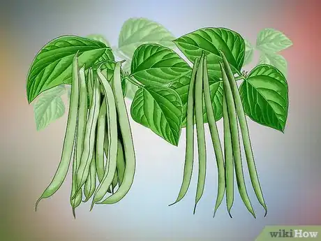 Image titled Grow Green Beans Step 1