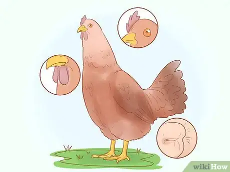 Image titled Tell when a Hen Is Ready to Lay Step 10