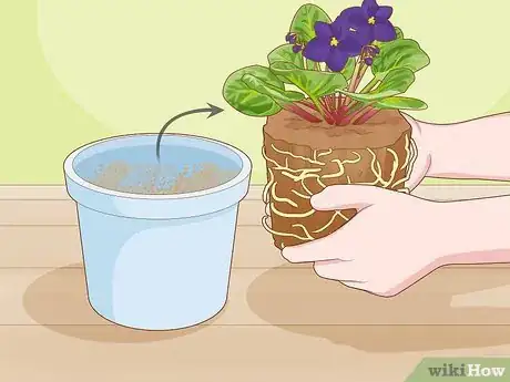 Image titled Make African Violet Soil Mix Step 11