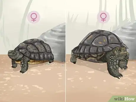 Image titled Tell the Age of a Tortoise Step 3