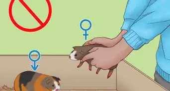 Care for a Pregnant Guinea Pig