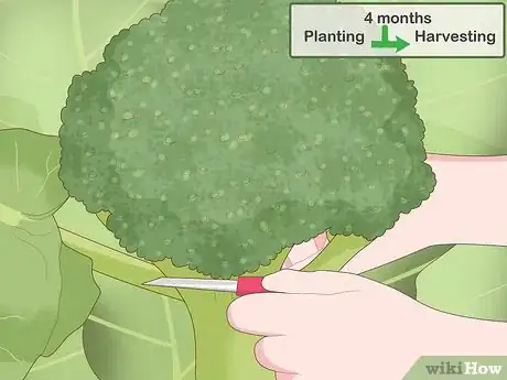 Image titled Harvest Broccoli Step 1