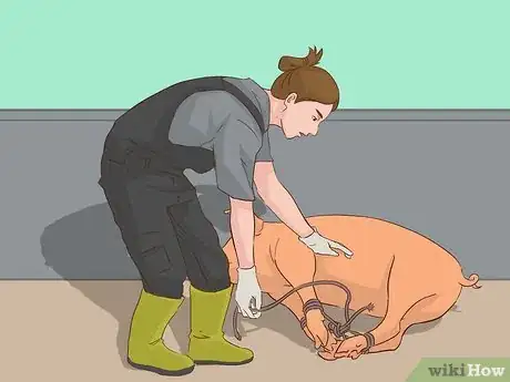 Image titled Hogtie a Pig Step 11