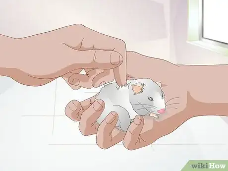 Image titled Get a Hamster to Sleep Step 12