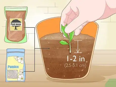 Image titled Promote Root Growth Step 3