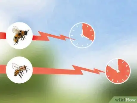 Image titled Identify Africanized Honey Bees Step 3