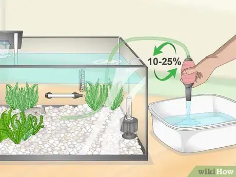 Image titled Purchase and Care for a Puffer Fish Step 14