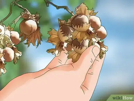 Image titled Grow Nuts Step 12