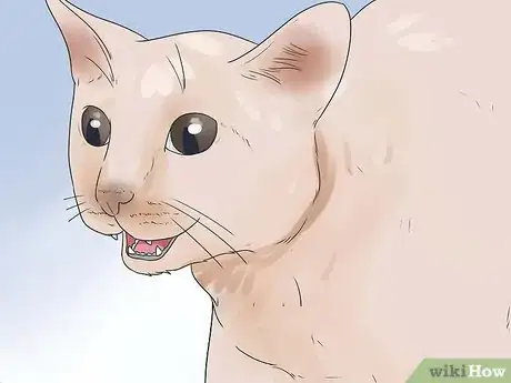 Image titled Help Your Cat Breathe Easier Step 16