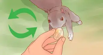 Hand Feed a Squirrel