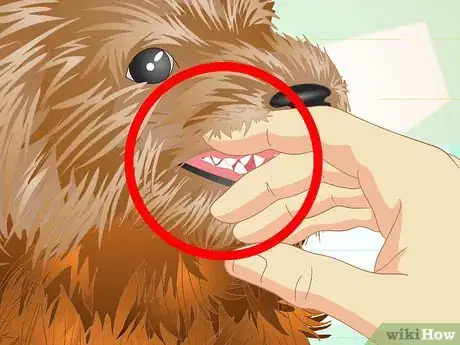 Image titled Keep Your Yorkie's Teeth Clean Step 4