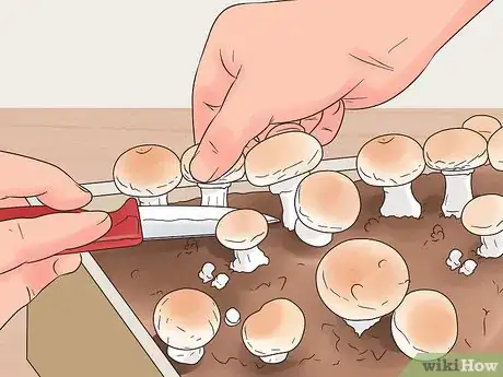 Image titled Grow White Button Mushrooms Step 13