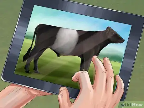 Image titled Identify Dutch Belted Cattle Step 1