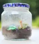 Make a Bug Terrarium