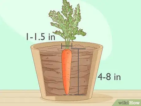 Image titled Harvest Carrots Step 4