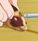 Feed a Hamster Medicine