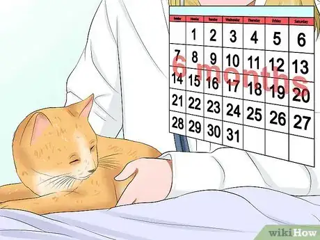 Image titled Care for a Cat with Feline Leukemia Step 16