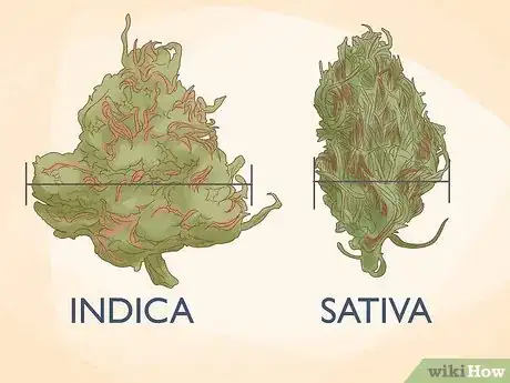 Image titled Tell the Difference Between Indica and Sativa Step 2