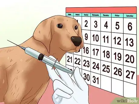 Image titled Administer a Vaccine to a Dog Step 4