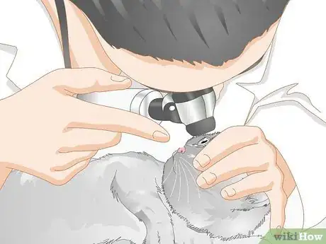 Image titled Clean Gunk from Your Cat's Eyes Step 10