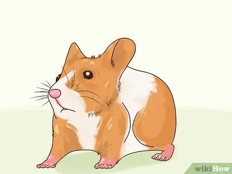 Image titled Treat Diarrhea in Hamsters Step 5