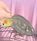 Understand Cockatiel Gestures